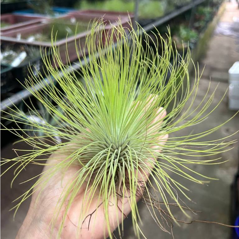 T. andreana (XL)