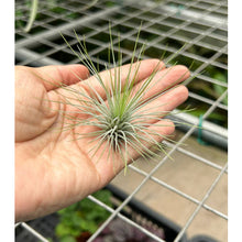 T. andreana (Small)