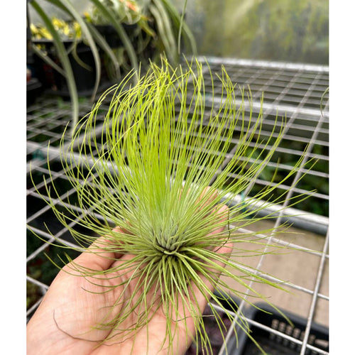 T. andreana (Large)