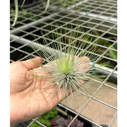 T. andreana (Medium)