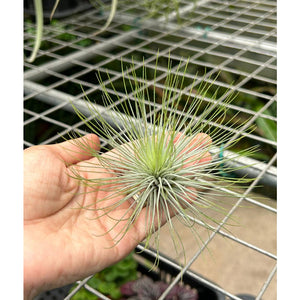 T. andreana (Medium)