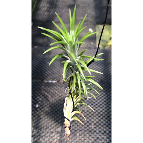 T. araujei (Small)