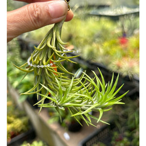 T. araujei