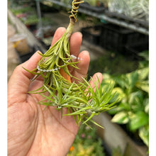T. araujei