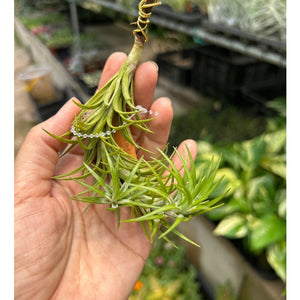 T. araujei