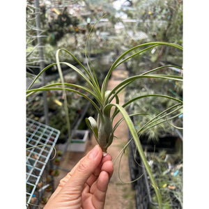 T. balbisiana (Small)