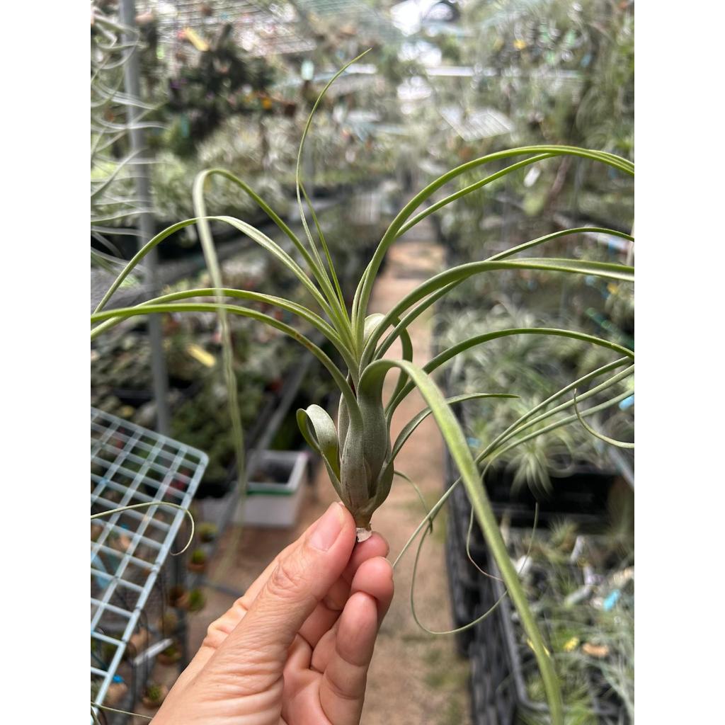 T. balbisiana (Small)