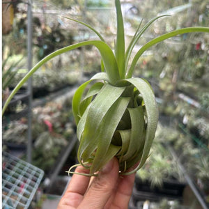 T. balbisiana x streptophylla