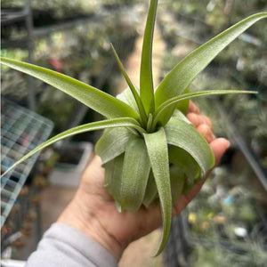 T. balbisiana x streptophylla