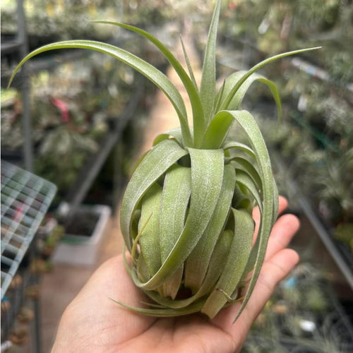 T. balbisiana x streptophylla
