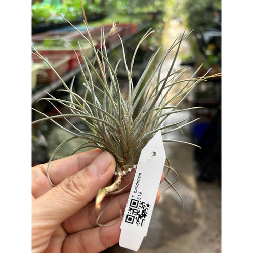 T. bandensis