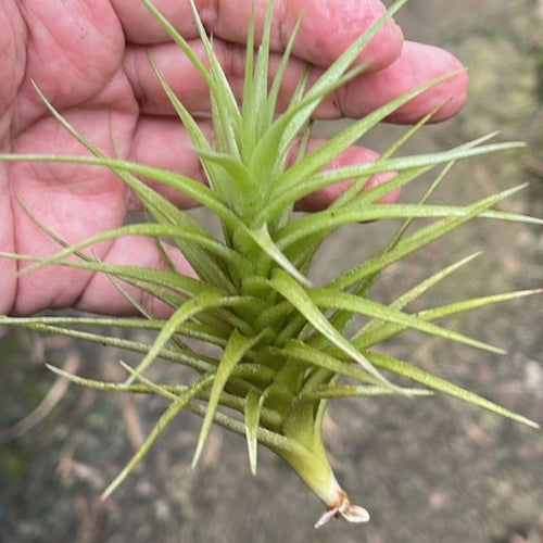 T. bergeri