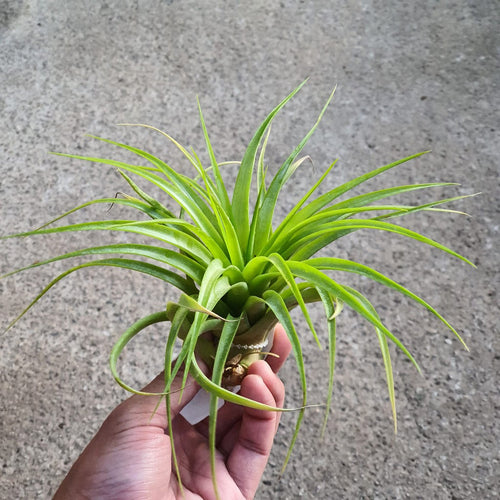 T. brachycaulos (Large)