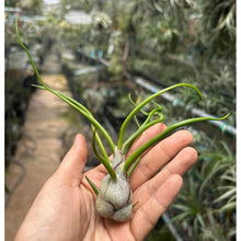 T. bulbosa Belieze