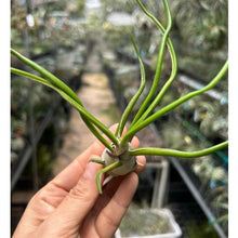 T. bulbosa Belieze