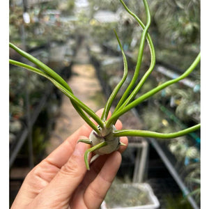 T. bulbosa Belieze