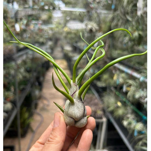 T. bulbosa Belieze