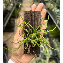 T. bulbosa Clump on Wood Holder (S)
