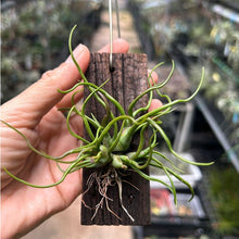 T. bulbosa Clump on Wood Holder (S)