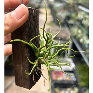 T. bulbosa Clump on Wood Holder (S)