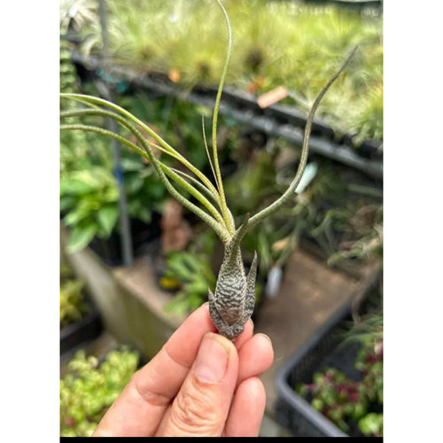 T. butzii (Small)
