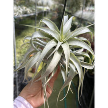 T. cacticola (Long Form) (Silver)