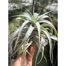 T. cacticola (Long Form) (Silver)