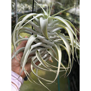 T. cacticola (Long Form) (Silver)