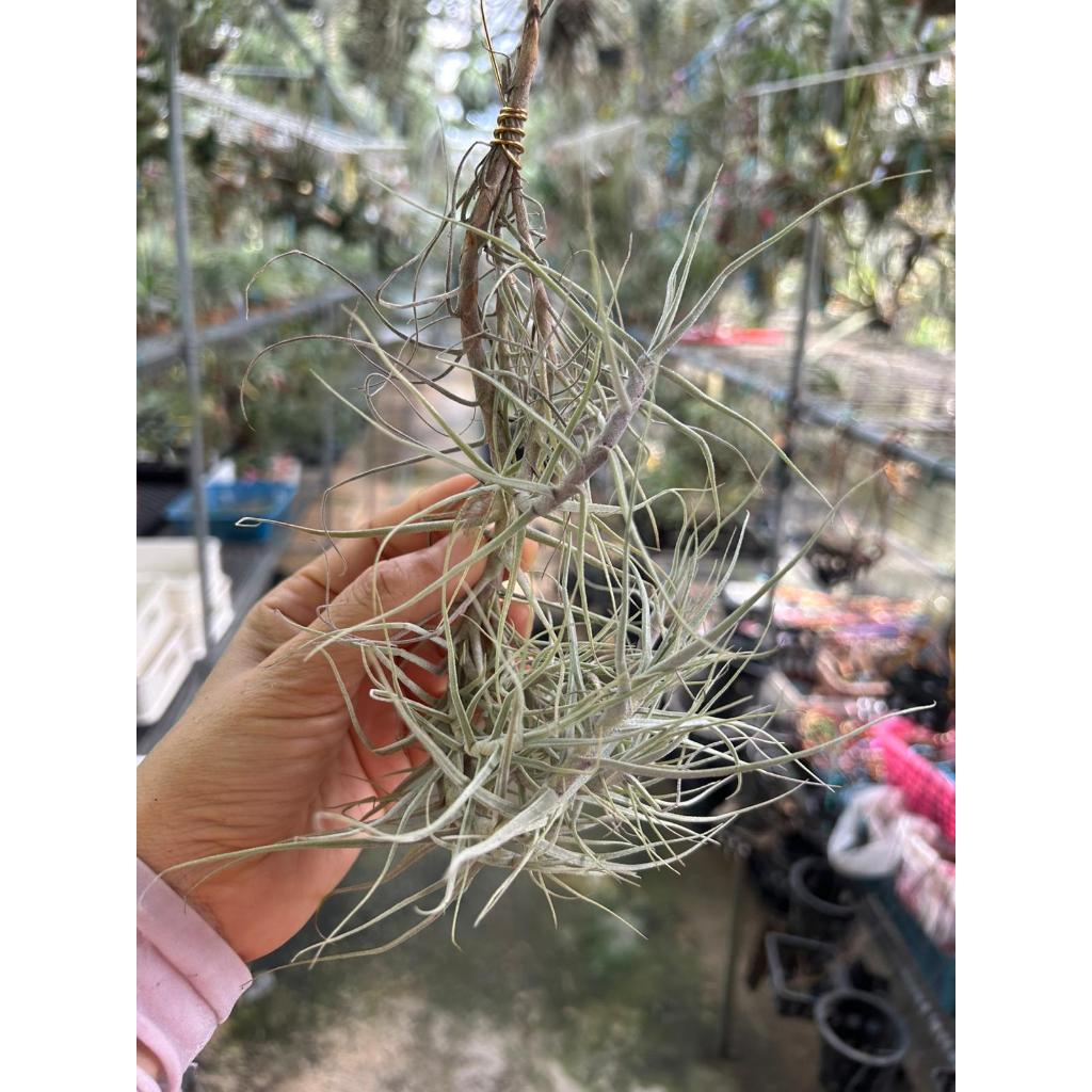 T. caerulea Clump