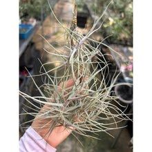 T. caerulea Clump