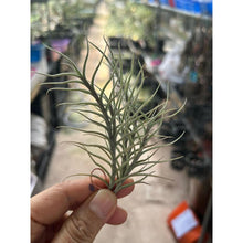 T. capillaries (about 5-6 heads)
