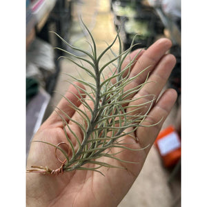 T. capillaries (about 5-6 heads)