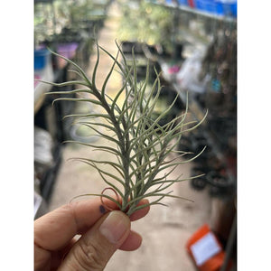 T. capillaries (about 5-6 heads)