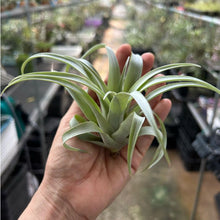 T. capitata Maroon (S)