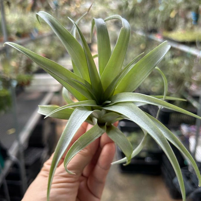T. capitata Maroon (S)