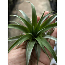 T. capitata Red
