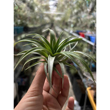 T. capitata Red