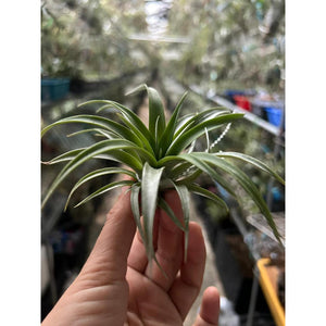 T. capitata Red