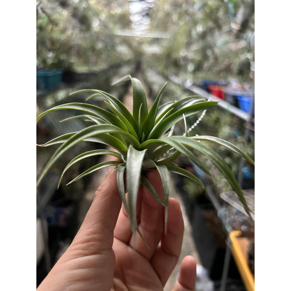 T. capitata Red