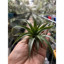 T. capitata Red