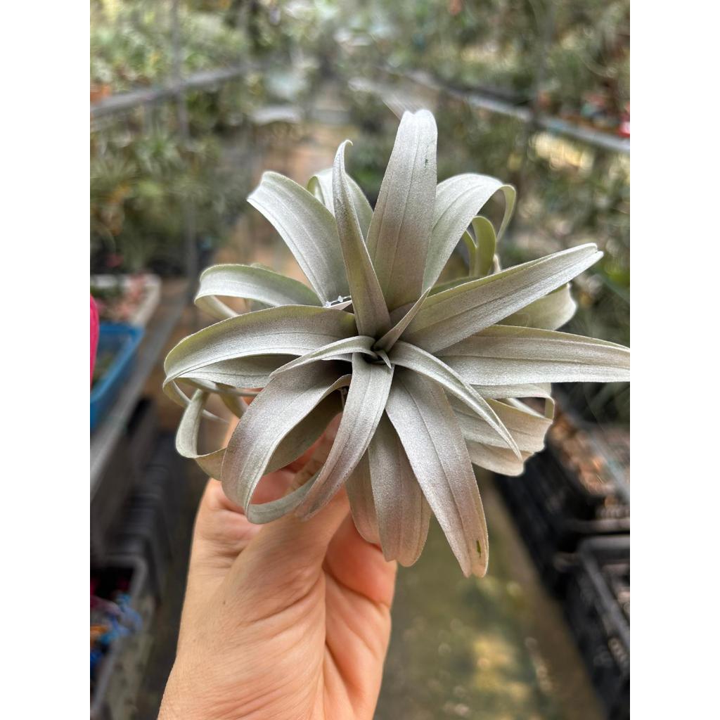 T. capitata Yellow Star