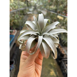 T. capitata Yellow Star