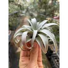 T. capitata Yellow Star