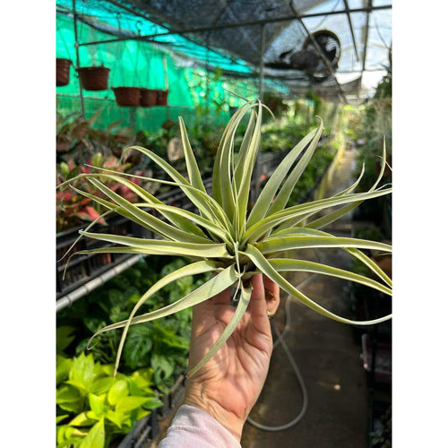 T. capitata x xerographica