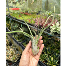 T. caput medusae (Medium)