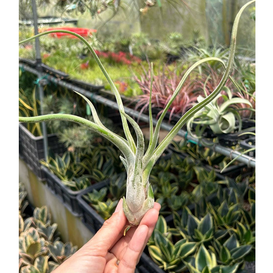 T. caput medusae (Medium)
