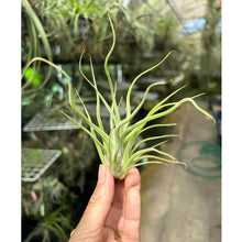 T. caput medusae (Seedling)