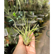 T. caput medusae (Seedling)