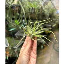 T. caput medusae (Seedling)