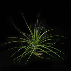 T. caulescens